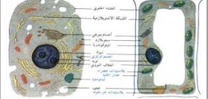 مهارات درس مم تتركب أجسام المخلوقات الحية مادة العلوم الصف الثالث الابتدائي فصل دراسي أول العام الدراسي 1440هـ