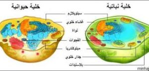 تحضير عين درس مم تتركب أجسام المخلوقات الحية مادة العلوم الصف الثالث الابتدائي فصل دراسي أول العام الدراسي 1440هـ
