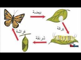 حل أسئلة مادة العلوم درس دورات حياة الحيوانات الصف الثالث الابتدائي الفصل الدراسى الاول