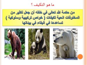 تحضير مادة العلوم درس التكيـــــــف الصف الثالث الابتدائي الفصل الدراسى الاول