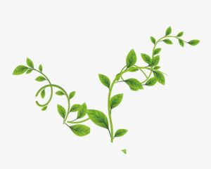 ركن القراءة والكتابة وحدة النبات رياض اطفال
