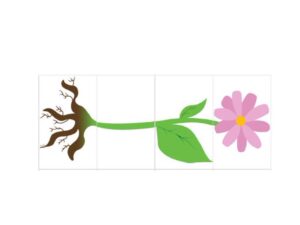 تخطيط الحرف والرقم وحدة النبات رياض اطفال