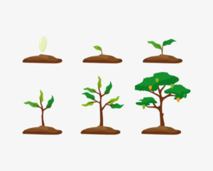 ركن المكتبة وحدة النبات رياض اطفال