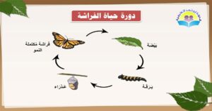 أوراق عمل مادة العلوم درس دورات حياة الحيوانات الصف الثالث الابتدائي الفصل الدراسى الاول