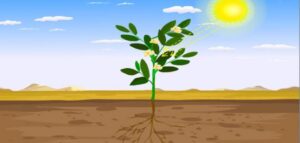قوانين ركن الفن وحدة النبات رياض اطفال