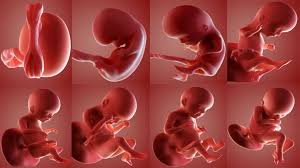 مراحل نمو الجنين قبل الولادة