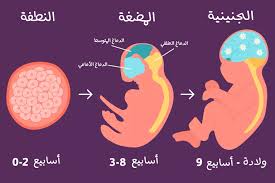 تحضير درس مراحل نمو الجنين قبل الولادة مادة الاحياء 2 نظام مقررات الفصل الدراسي الثاني 1442 هــ