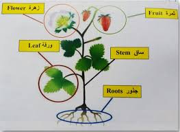 مهارات مادة علوم درس مم تتركب أجسام المخلوقات الحية ؟ الصف الثالث الابتدائي الفصل الدراسى الاول