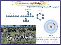 كيمياء الخلية