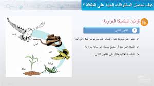 حل أسئلة درس كيف تحصل المخلوقات الحية على الطاقة؟ مادة الاحياء 3 نظام مقررات الفصل الدراسي الثاني 1442 هــ