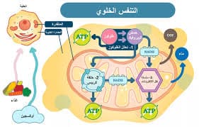التنفس الخلوي 