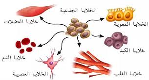 إثراء علمي: الخلايا الجذعية
