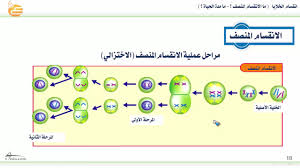أوراق عمل درس الانقسام المنصف مادة الاحياء 3 نظام مقررات الفصل الدراسي الثاني 1442 هــ