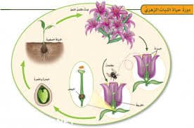 تحضير درس النباتات الزهرية مادة الاحياء 3 نظام مقررات الفصل الدراسي الثاني 1442 هــ