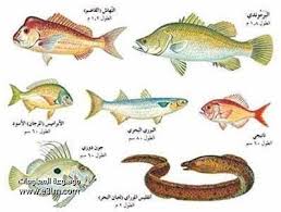 الأسماك