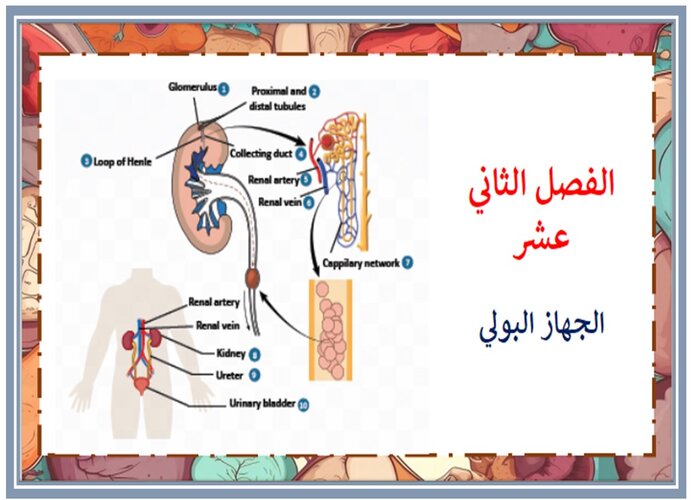 اثراءات انظمة جسم الانسان 1-2 مسارات الفصل الثاني اثراءات انظمة جسم الانسان 1-2 مسارات الفصل الثاني