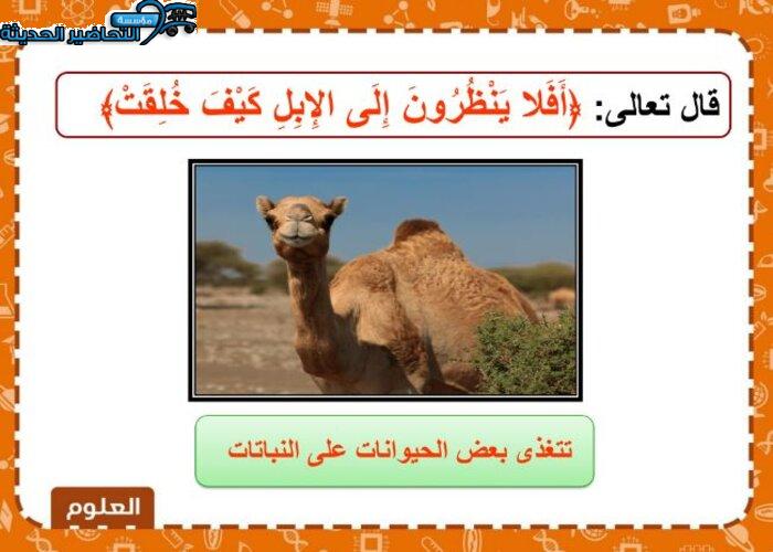 ورق عمل علوم الصف الثاني الابتدائي الفصل الأول مدرستي