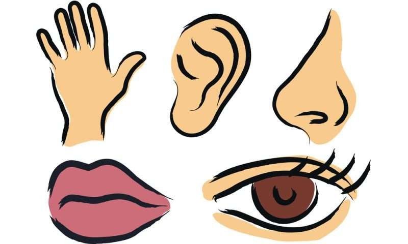 انشطة وحدة انا وجسمي رياض اطفال