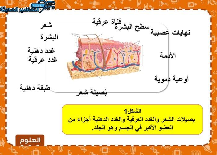 بوربوينت درس الجلد والعضلات مادة العلوم الصف الثاني المتوسط