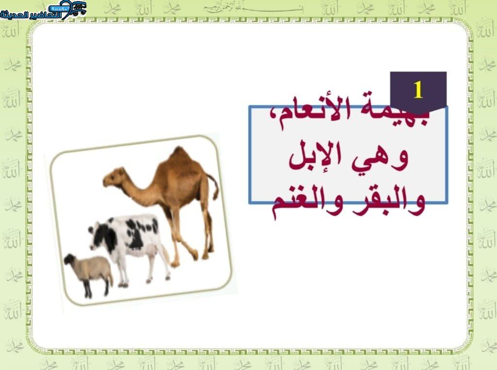 بوربوينت درس زكاة بهيمة الأنعام مادة الدراسات الاسلامية للصف السادس الابتدائي
