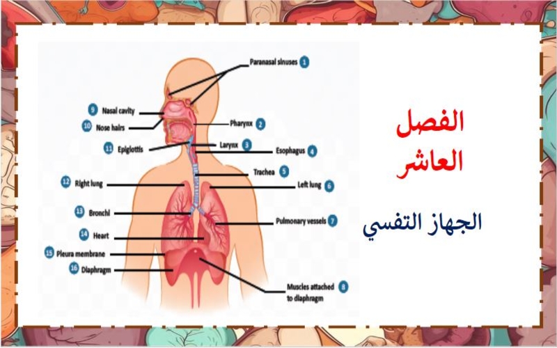 تحضير مادة أنظمة جسم الانسان 1-2 ثالث ثانوي الفصل الثاني