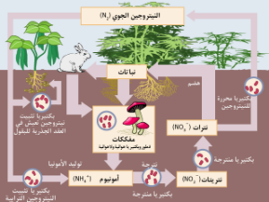 مهارات درس العلاقة بين النبات والحيوان على سطح الأرض مادة الإجتماعيات الصف الأول متوسط الفصل الدراسى الأول 1441