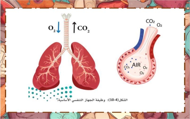 سجل انجاز مادة أنظمة جسم الانسان 1-2 ثالث ثانوي الفصل الثاني سجل انجاز مادة أنظمة جسم الانسان 1-2 ثالث ثانوي الفصل الثاني