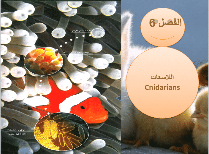 بوربوينت درس اللاسعات لمادة احياء 1 نظام المقررات للعام الدراسي 1442هـ