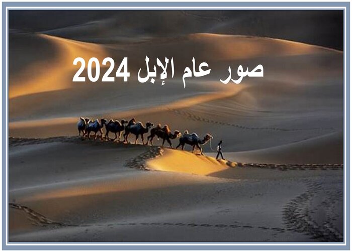 صورعام الإبل 2024  
