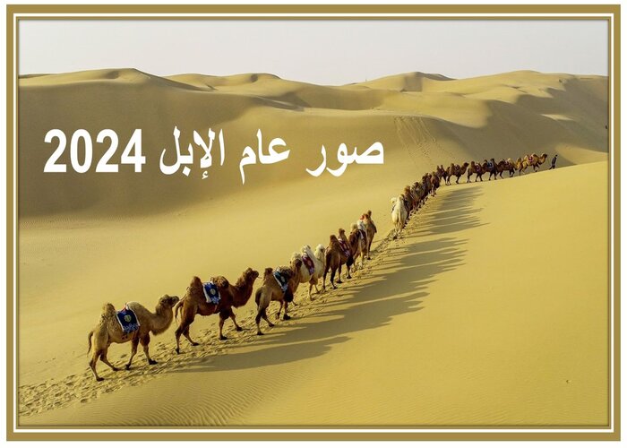 صورعام الإبل 2024  