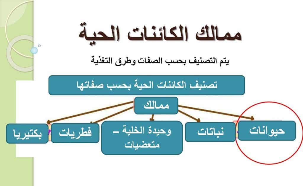 اوراق عمل درس تصنيف المخلوقات الحية علوم رابع ابتدائي 1443 هـ