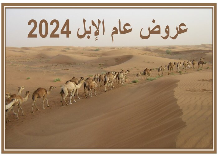 عروض عام الإبل 2024 