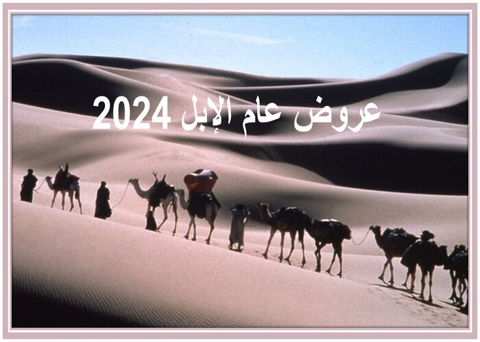عروض عام الإبل 2024 
