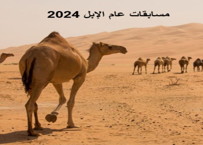 مسابقات عام الإبل 2024