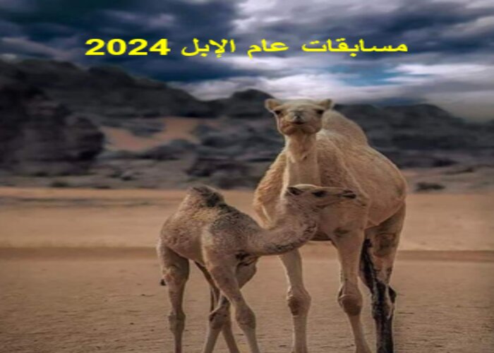 مسابقات عام الإبل 2024