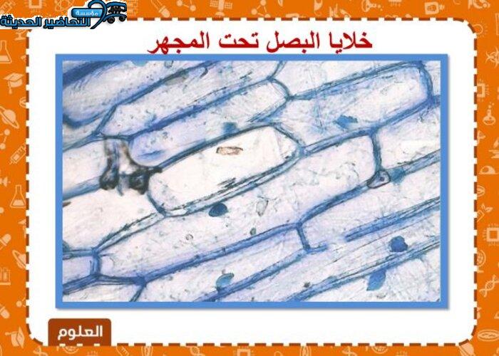 مهارات التفكير علوم الفصل الأول مدرستي