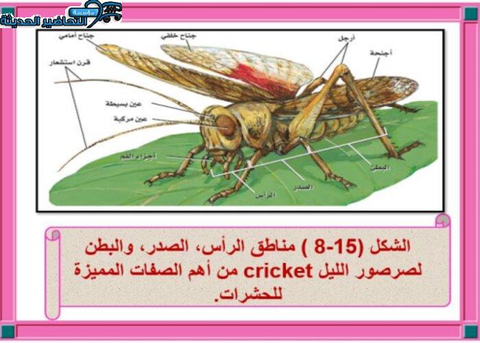 نموذج بوربوينت درس لمادة الأحياء للصف الثانوي مقررات 